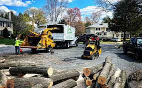 Best Tree Maintenance Programs  in Florence, AZ