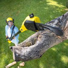 Best Hazardous Tree Removal  in Florence, AZ