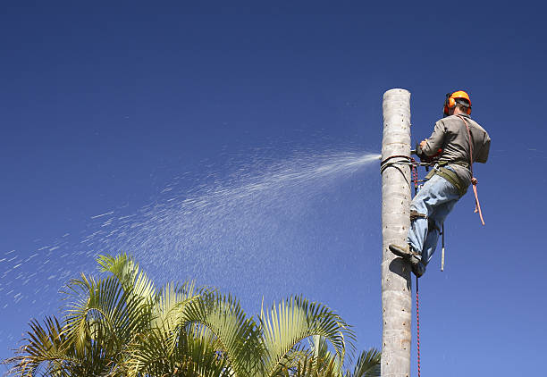 Best Lawn Disease Treatment  in Florence, AZ