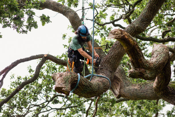 How Our Tree Care Process Works  in  Florence, AZ