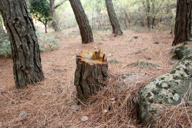 Best Tree Removal  in Florence, AZ