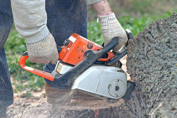 Best Stump Grinding and Removal  in Florence, AZ