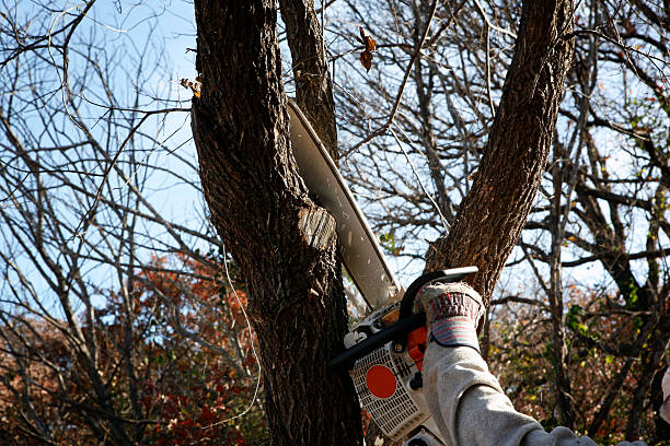 Reliable Florence, AZ Tree Care Solutions