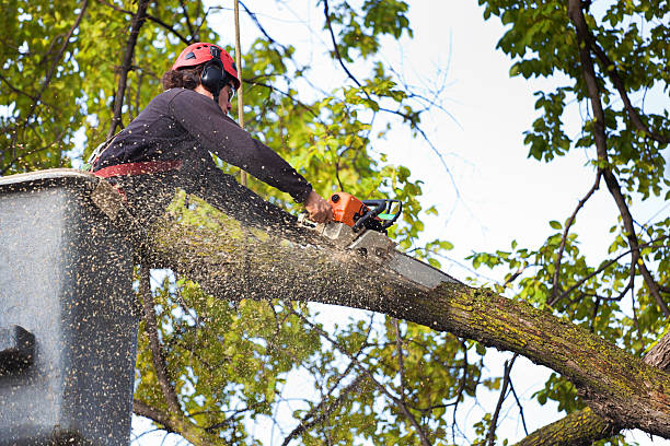 Best Lawn Pest Prevention  in Florence, AZ