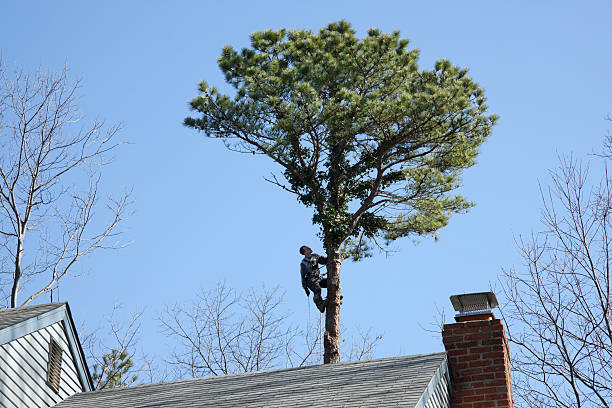  Florence, AZ Tree Care Pros