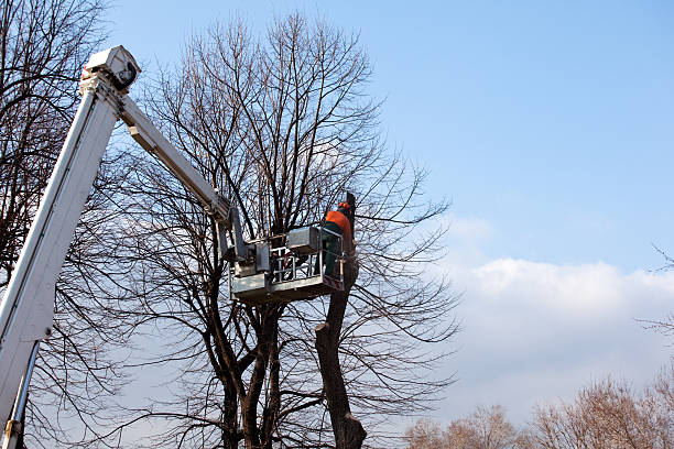 Best Tree Disease Treatment  in Florence, AZ