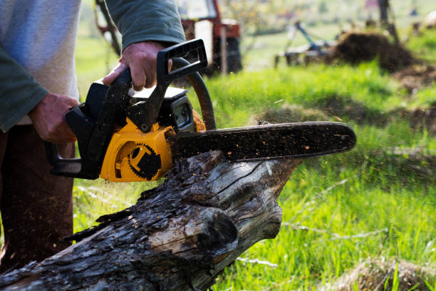 Best Arborist Consultation Services  in Florence, AZ