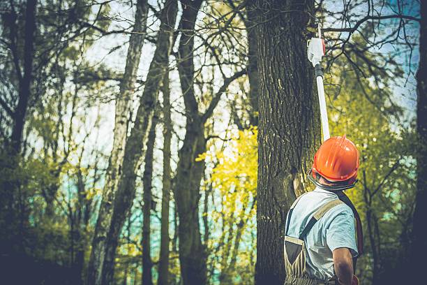 Best Tree and Shrub Care  in Florence, AZ