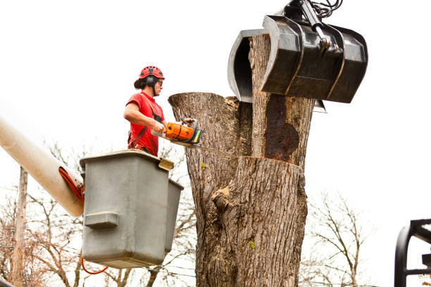 Best Emergency Tree Removal  in Florence, AZ