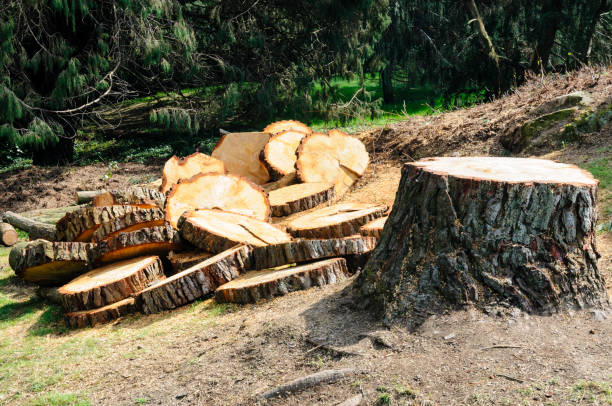 Best Root Management and Removal  in Florence, AZ
